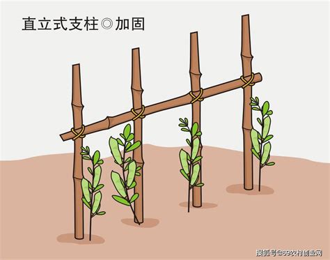 攀藤植物架 盥粵音